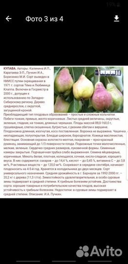 Саженцы груши