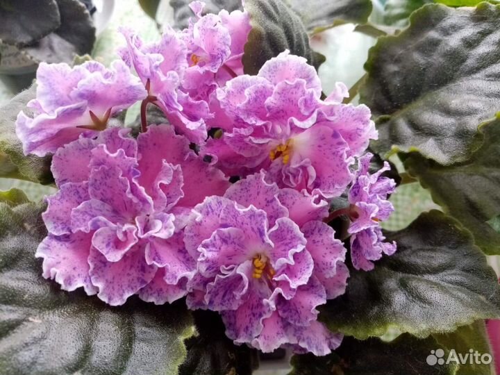 Фиалки сортовые