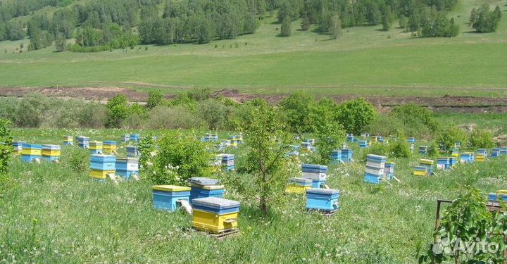 Луговой свежий мед оптом с Алтая