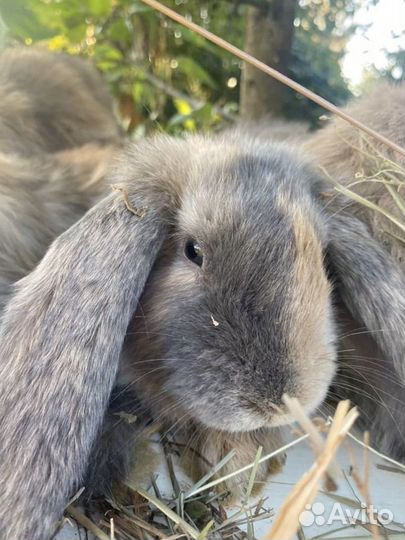 Французские бараны