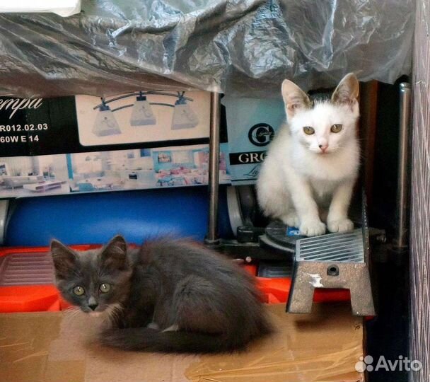 Котята в добрые руки