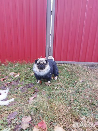 Щенки мопса