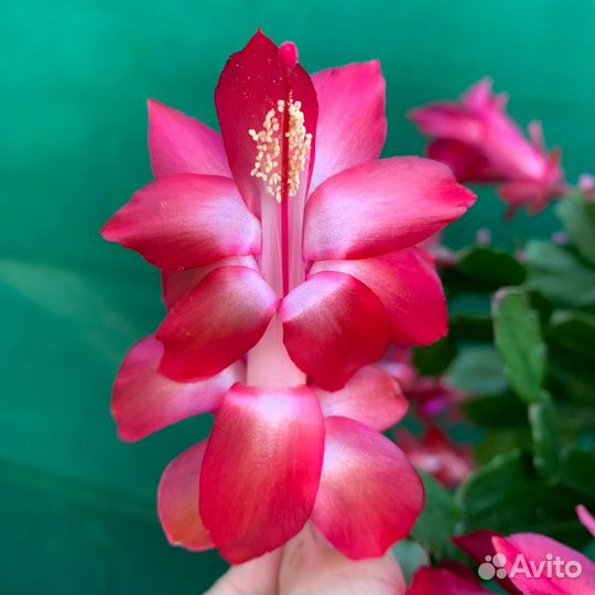 Шлюмбергера Еxotic Dancer