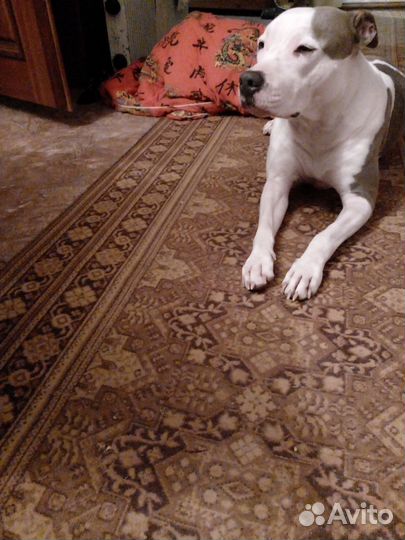 Стаффордширский терьер в добрые руки