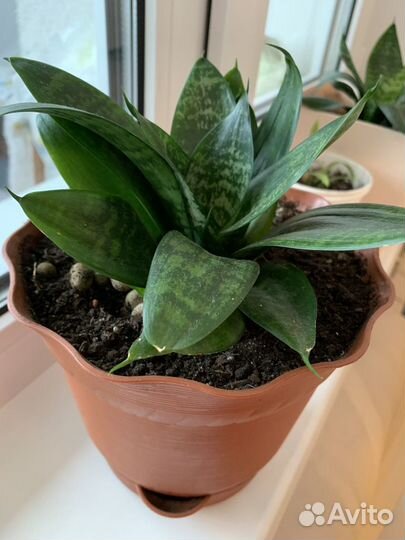 Сансевиерия Хана