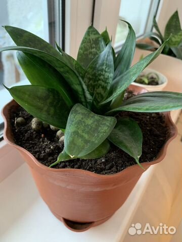 Сансевиерия Хана