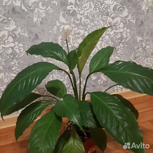 Спатифиллумы сортовые