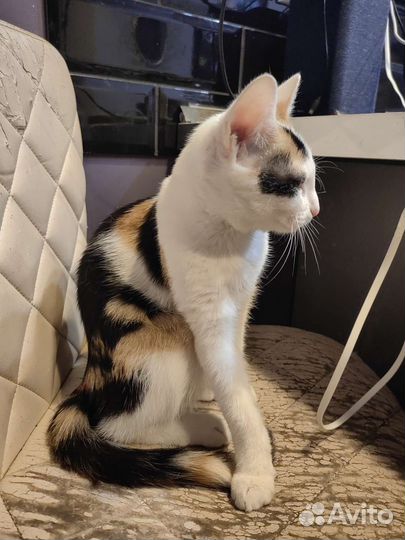 Котик в дар