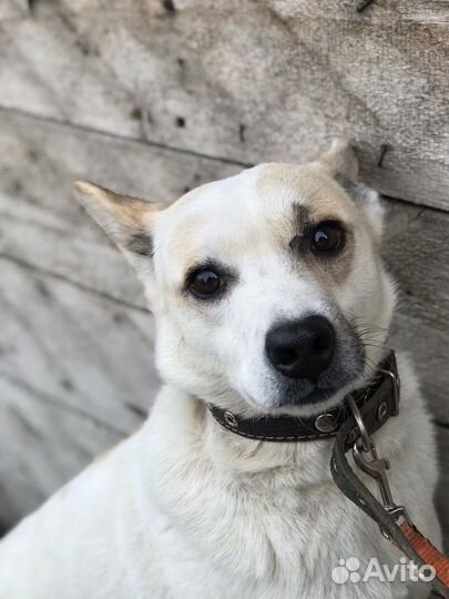 Белка ищет дом