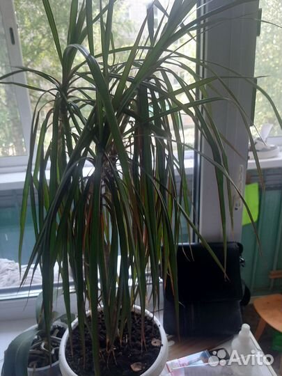 Замиокулькас