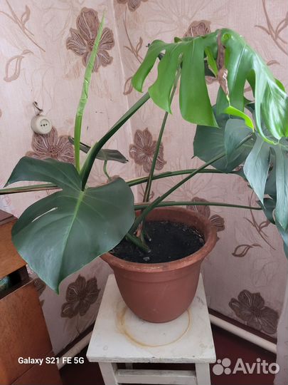 Комнатные растения цветы большие