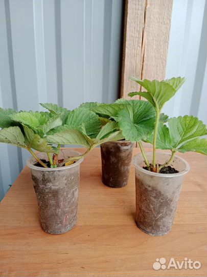 Саженцы клубники Чамора Туруси