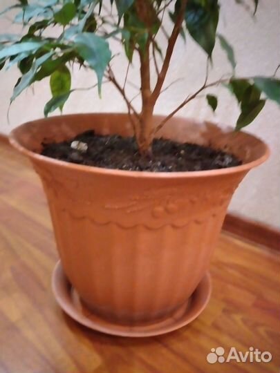 Фикус бенджамина