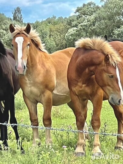 Лошади советские тяжеловозы