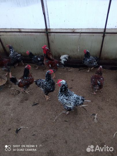 Яйцо куриное