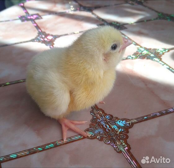 Цыплята бройлеры Росс 308. Вылуп 27.05