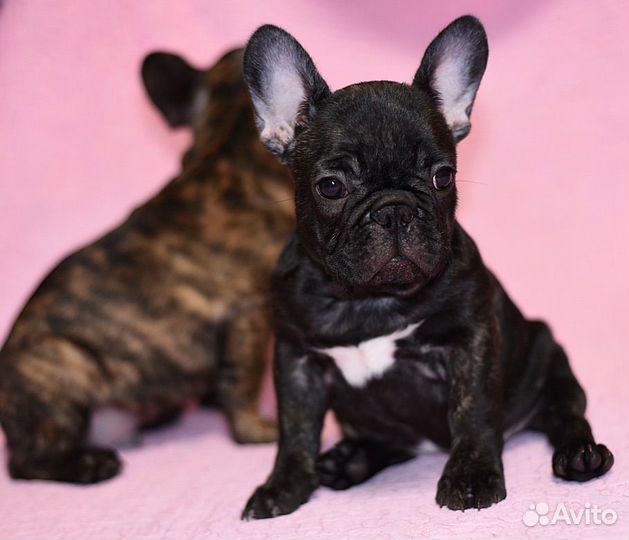 Мальчик и Девочка с родословной