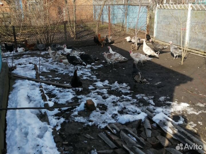 Индюки домашние