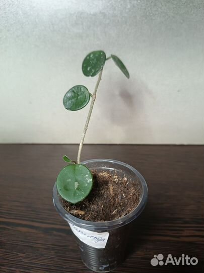 Хойи сортовые