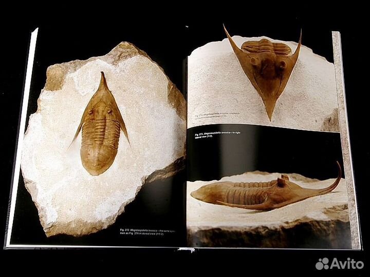 Ordovician Trilobites of the St. Petersburg region