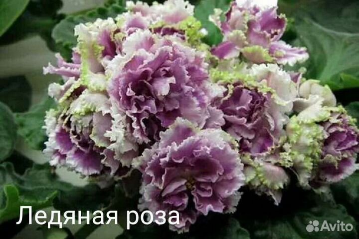 Фиалки набор №2 из 7 деток разных сортов