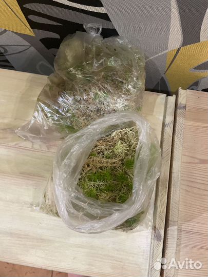 Мох сфагнум живой