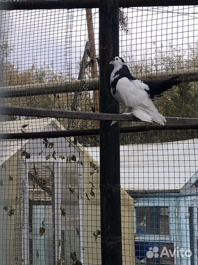 Продажа голубей