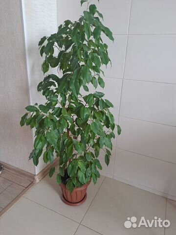 Фикус бенджамина