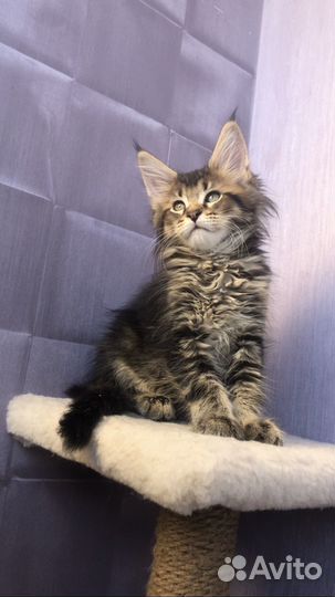 Мальчик и девочки мейн-кун