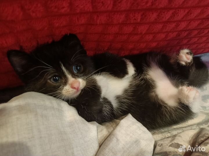 Котик в добрые руки