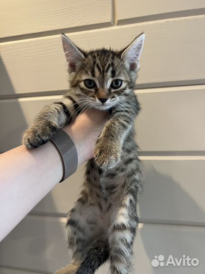 Отдам котенка в добрые руки