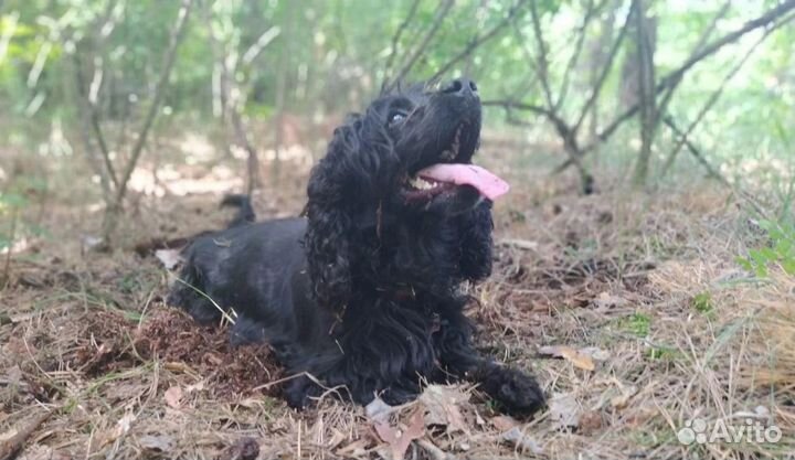 Кокер спаниель