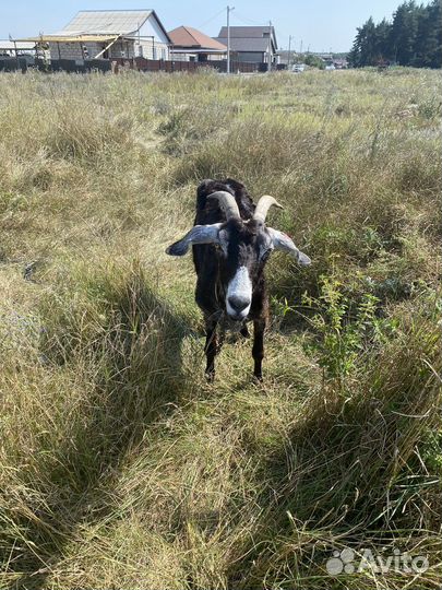 Коза девочка