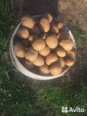 Картошка на семена