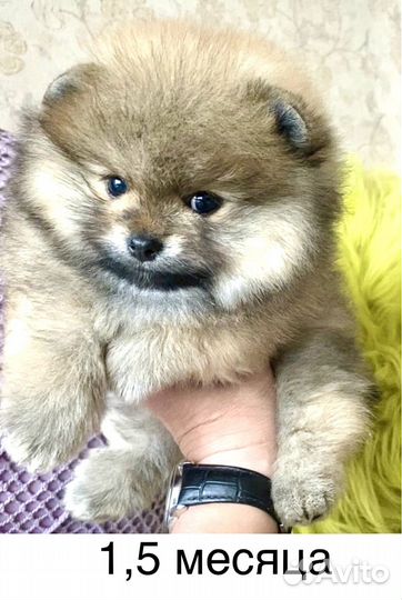 Померанский шпиц девочка