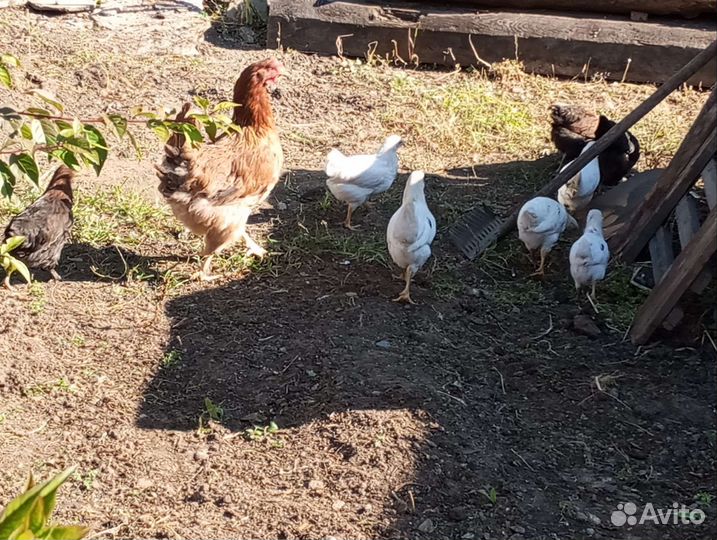 Куры молодки