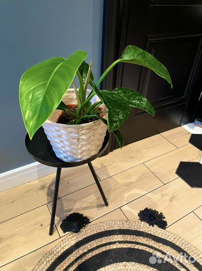 Филодендрон red core congo