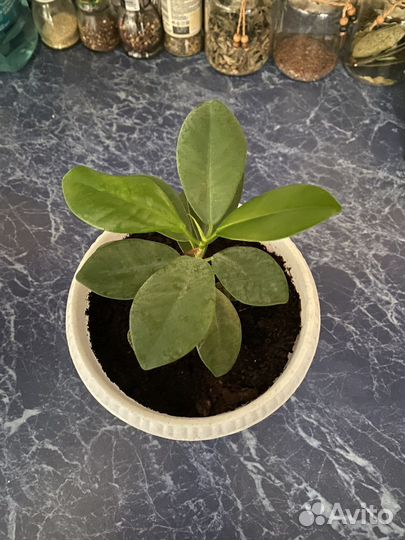 Фикус Панда редкий вид