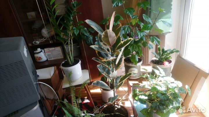 Комнатные цветы