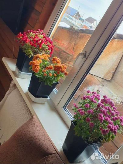 Хризантемы мультифлора