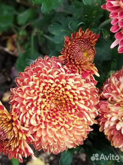 Хризантема