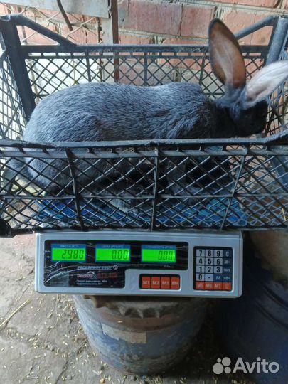 Полтавское серебро