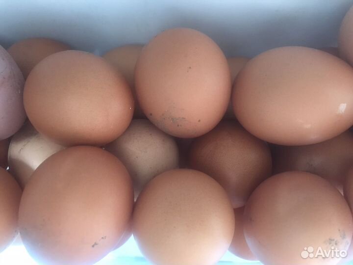 Домашние куриные яйца