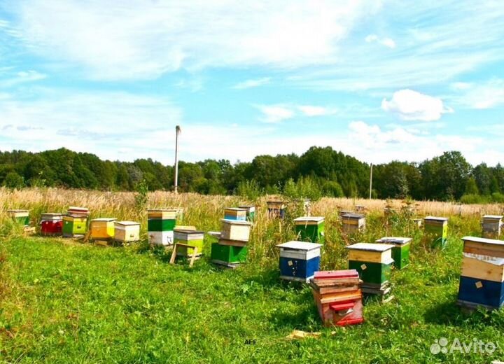 2024 Мёд натуральный алтайский опт