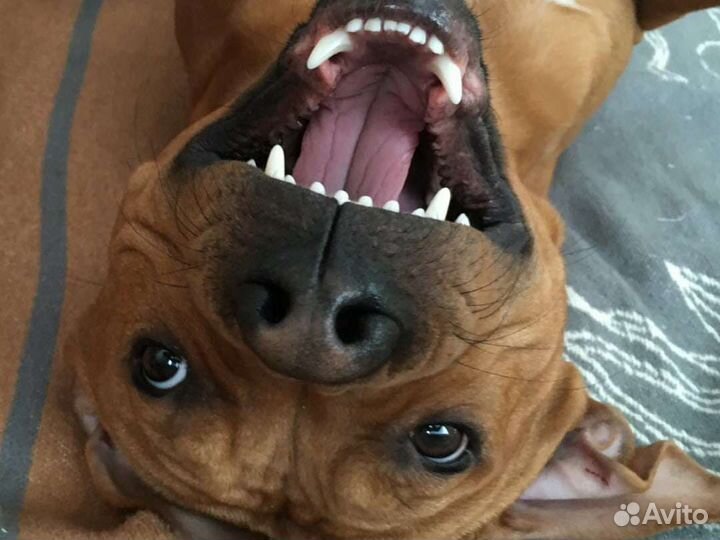 Питбультерьер