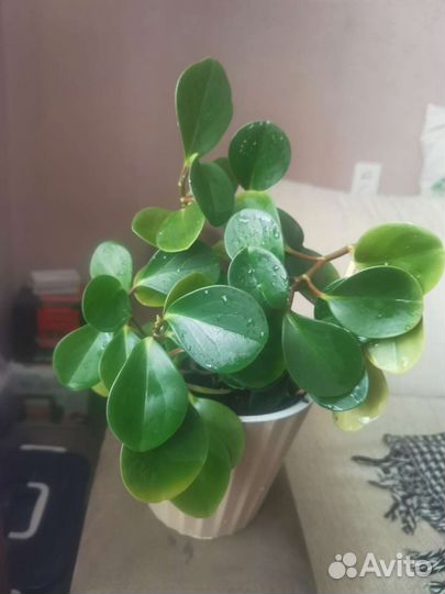 Пеперомия туполистная