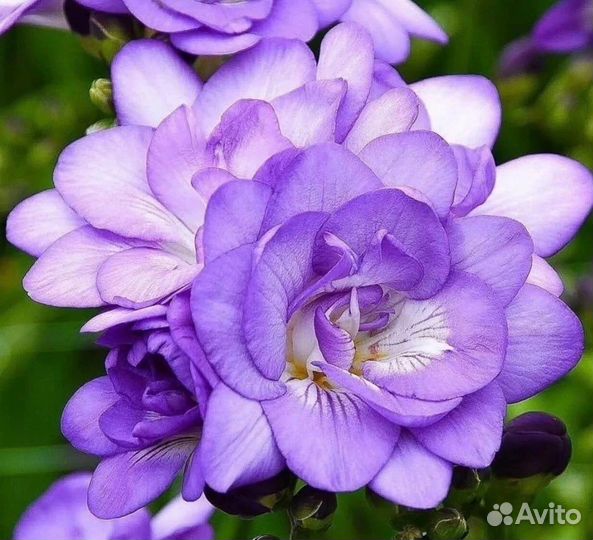 Фрезия ассорти