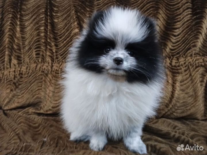 Щенок шпица девочка