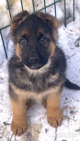 Щенки немецкой овчарки.Питомник
