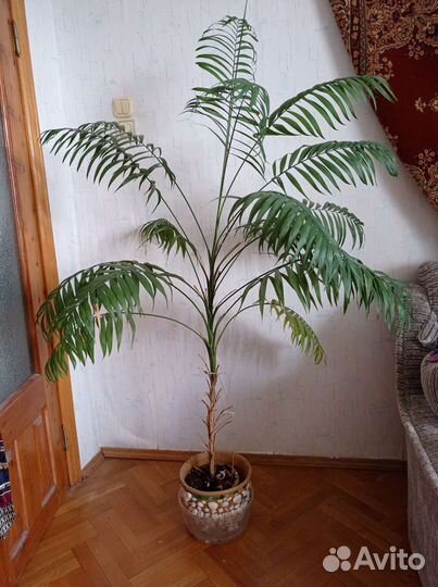 Комнатные растения цветы